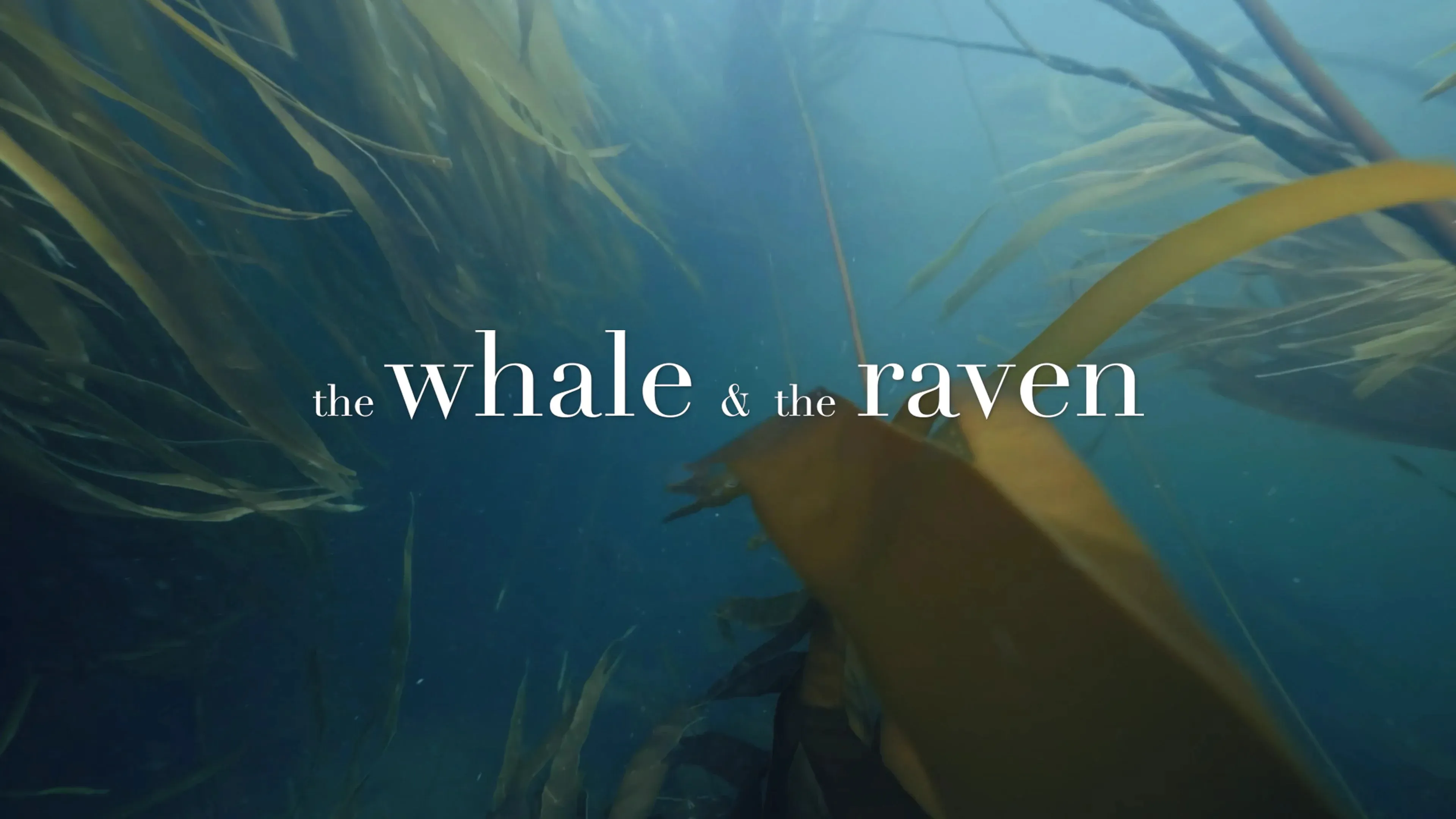 The Whale and The Raven poster